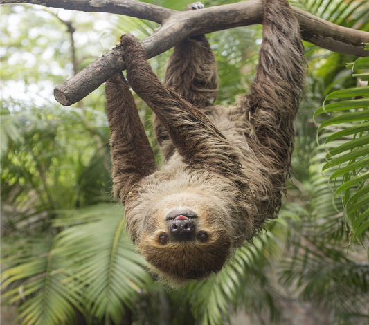 Hanging sloth
