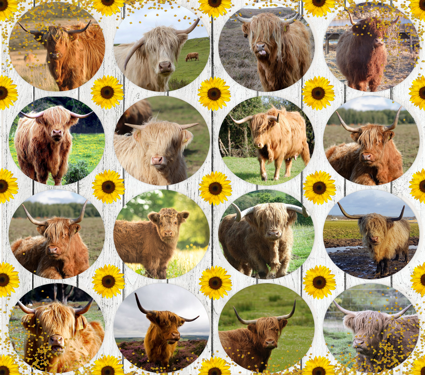 Highland cow #5