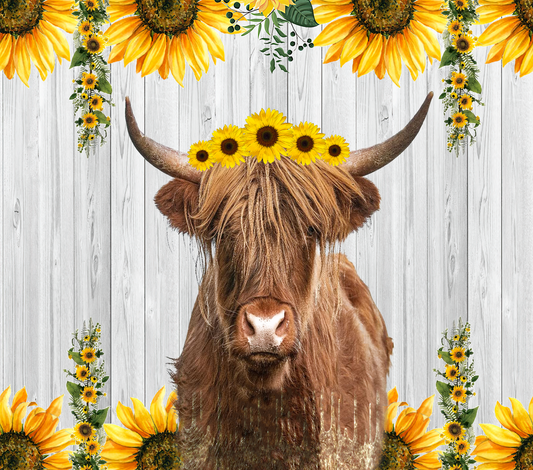 Highland cow #3